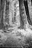 Redwoods #1