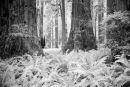 Redwoods #2