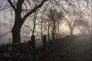 Foggy Morning
