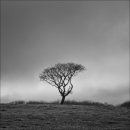 Tree, Gortroe, East Cork