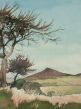 Pines above Roseberry
