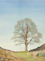 Spring Awakening, Sycamore Gap