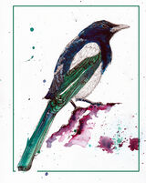 Magpie01web