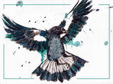 Magpie02web