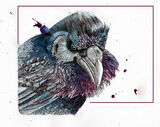 Raven01web