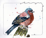 Chaffinch