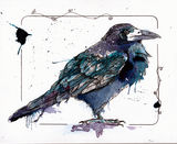 Crow