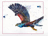 harrishawkweb