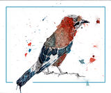 jay001web