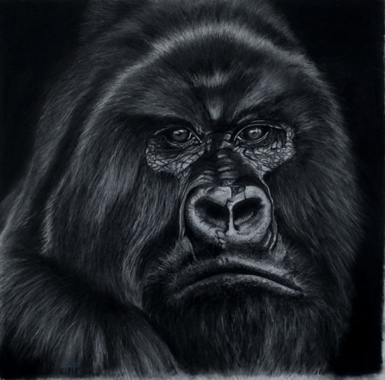 Kong (sold)
