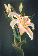 Lily (sold)