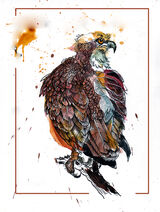 osprey01web