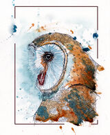 Owl01