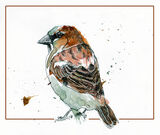 sparrow001web