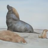 Australian Sea Lions