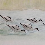 Avocets feeding, Minsmere