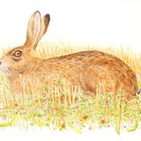 Brown hare and scarlet pimpernel