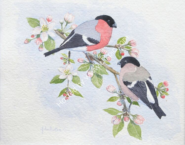 Bullfinch and apple blossom