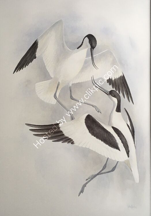 Card Avocets sparring