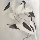 Card Avocets sparring