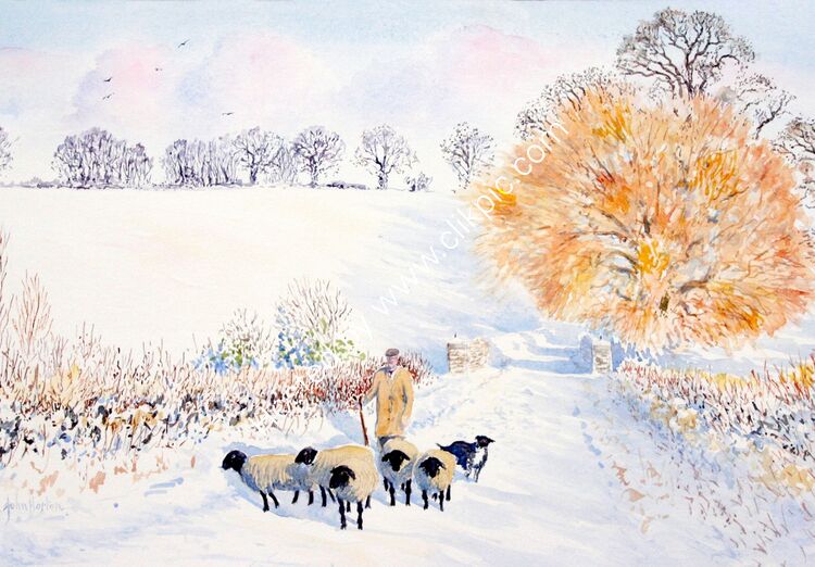 Card Bert and sheep, Froxmere winter