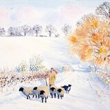 Card Bert and his sheep - Froxmere winter