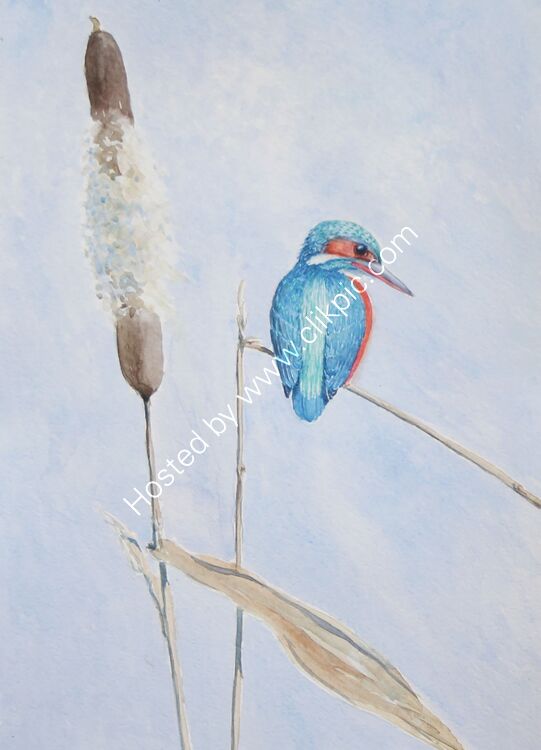 Card Kingfisher on bullrush