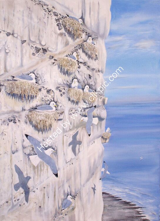 Card Kittiwakes on Dover Cliffs