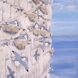 Card Kittiwakes on Dover Cliffs