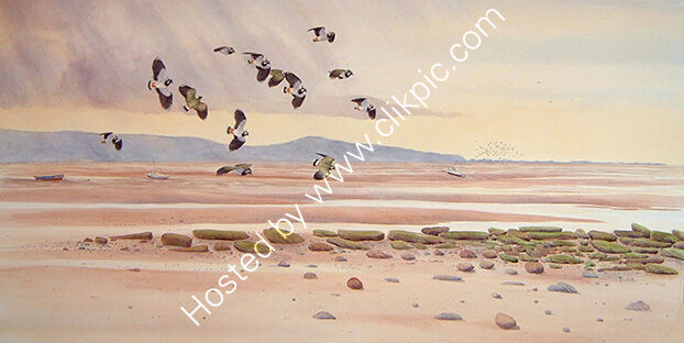 Card Lapwings, Dee estuary, Wirral