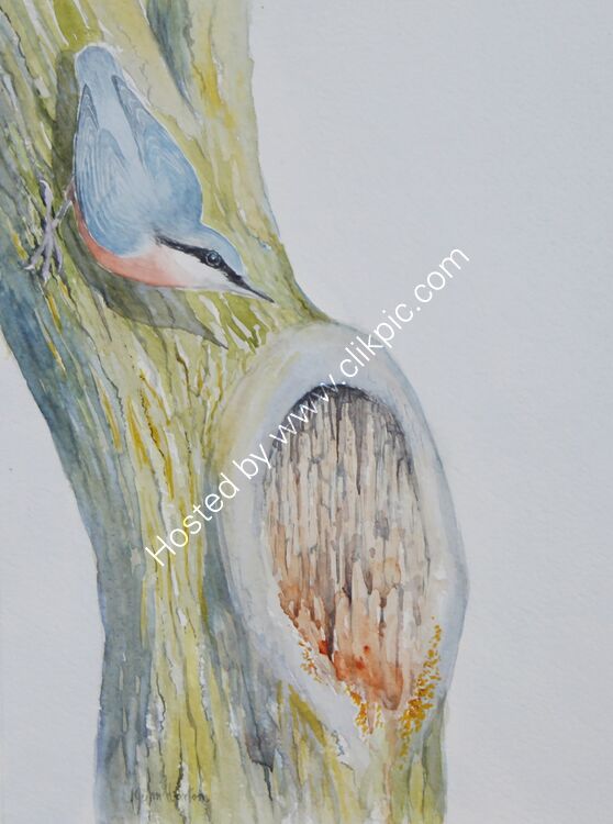 Card Nuthatch