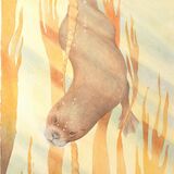 Card Otter diving