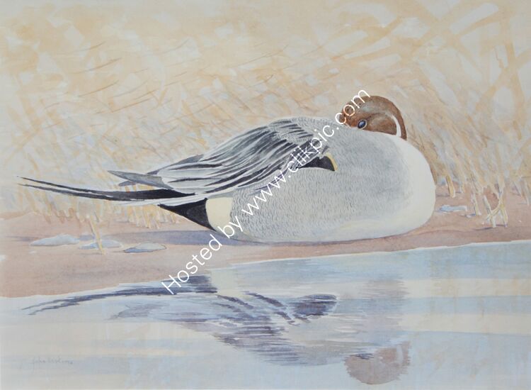 Card Pintail drake resting