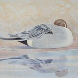 Card Pintail drake resting