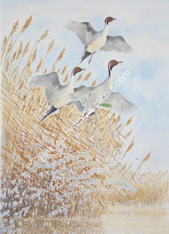 Card Pintail liftoff