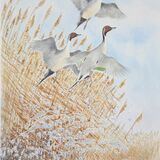 Card Pintail liftoff