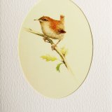 Card Fledgling Wren