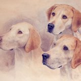 Card Hound Study