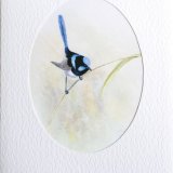 Card Superb blue fairy wren
