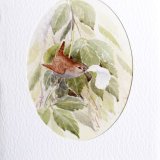 Card Wren and feather