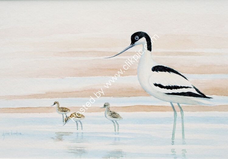 Card Avocet and chicks