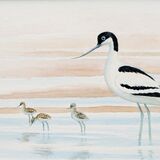 Card Avocet and chicks