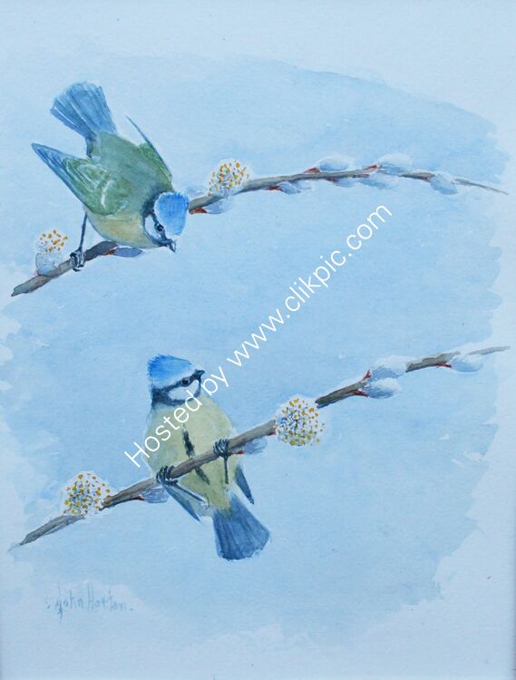 Card Blue tits on pussy willow