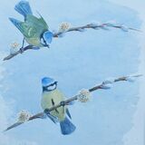 Card Blue tits on pussy willow