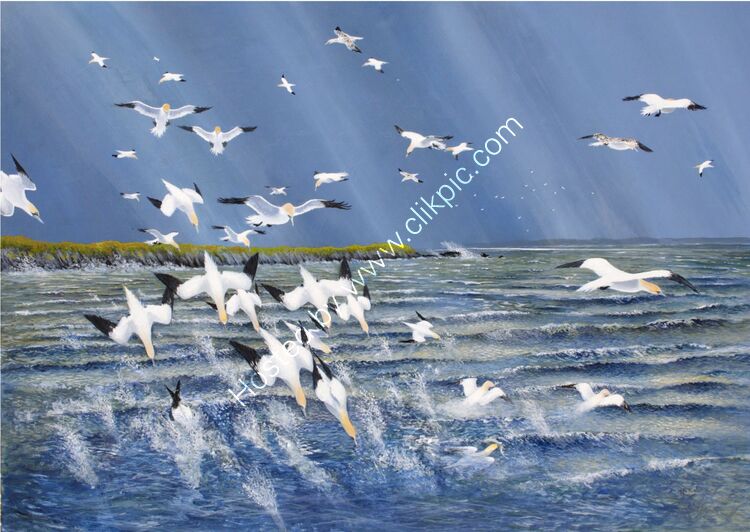 Card Gannet frenzy