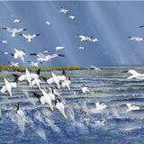 Card Gannet frenzy