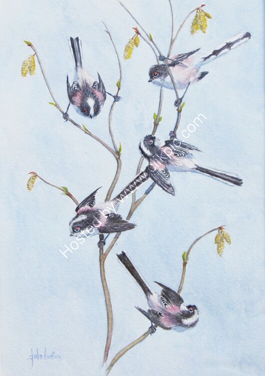 Card Long tailed tits on Spring hazel