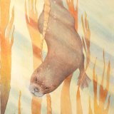 Diving Otter