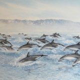 Dusky dolphins - Kaikoura, New Zealand
