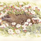Eider duck and Sea Campion